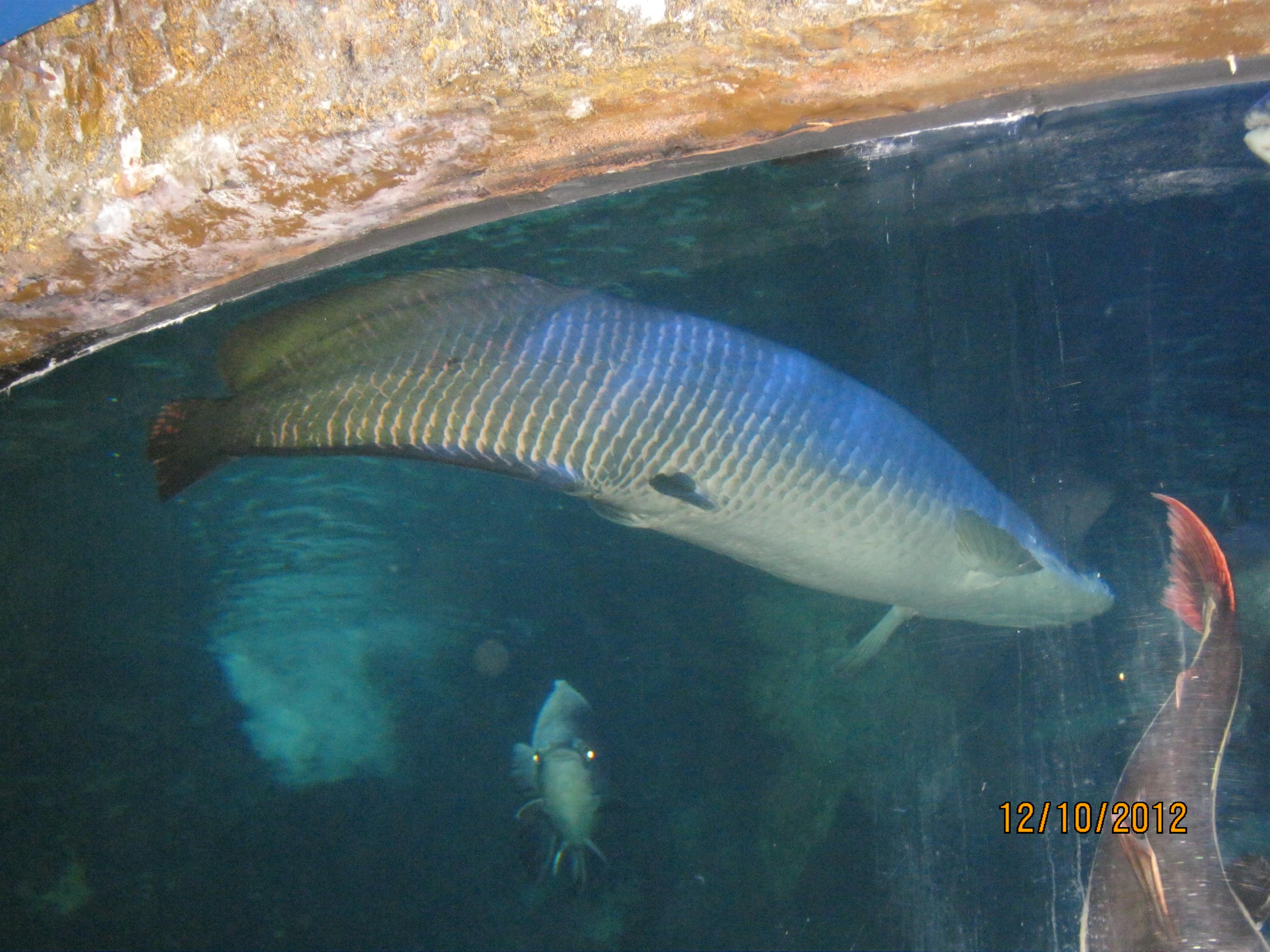 Arapaima adalah Ikan  Air  Tawar  Terbesar  Di Dunia mraihan40